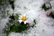 Nahaufnahme eines Gänseblümchen auf einer verschneiten Wiese im Januar