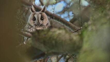 Wall Mural - Looking at camera, the long eared owl in the wild forest (Asio otus)