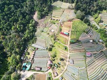 Drone Photo Of Greenhouses, Doi Inthanon National Park, Chiang Mai Province, Thailand.