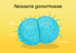 Neisseria gonorrhoeae pathogen bacteria.