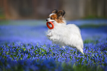 Wall Mural - happy papillon dog playing with a toy on a field of blooming flowers