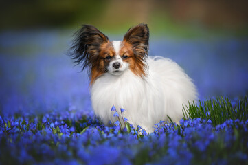 Wall Mural - beautiful papillon dog standing on a field with siberian squill flowers