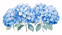 Blue Hydrangea Flowers On White Background. Watercolor Illustration.