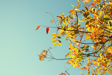 Wall Mural - Yellow leaves against the sky