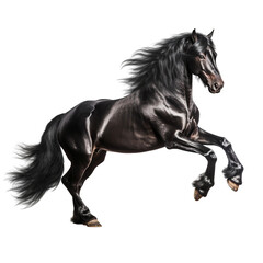 Wall Mural - Full body portrait of a black Arabian horse galloping, isolated on transparent background