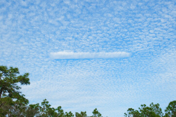 mackerel sky clouds made up of rows of cirrocumulus or altocumulus clouds displaying an undulating, rippling pattern similar in appearance to fish scales tree line with fallstreak hole made by a plane