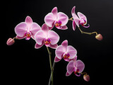 Fototapeta Storczyk - Orchid flower in studio background, single orchid flower, Beautiful flower images