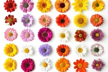 Colorful Flower Collection On White Background.