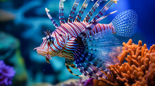 Majestic Lionfish Swimming In Blue Ocean Water Near Coral