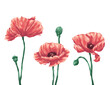 Poppy flower digital painting illustration