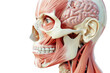 Human skull anatomy with highlighted frontal, temporal, and jaw muscles.