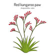 Red kangaroo paw (Anigozanthos rufus), ornamental plant