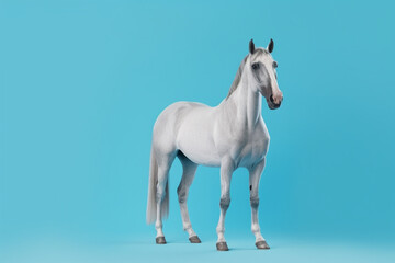 Wall Mural - horse on blue background, copy space for text