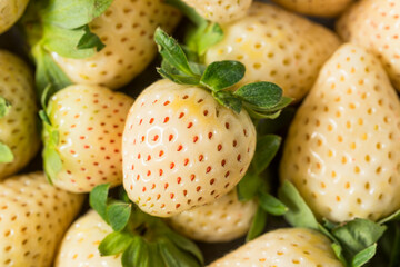 Poster - Organic Raw White Pineberry Strawberry