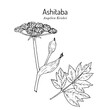 Ashitaba (Angelica keiskei), edible and medicinal plant