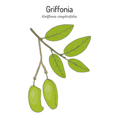 Wall Mural - Griffonia simplicifolia, medicinal plant, botanical vector illustration