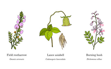 Wall Mural - Collection of edible and medicinal plants