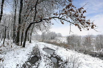 Wall Mural - countryside road in winter forest