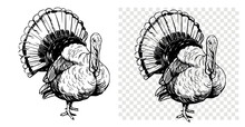 Turkey Bird, Vector Illustration, Hand Drawn Sketch, Black Outline On Transparent Background