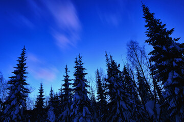 Forest evening landscape, evening sky