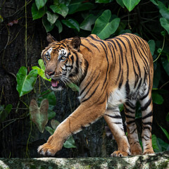 Wall Mural - Photos of tiger in naturally.