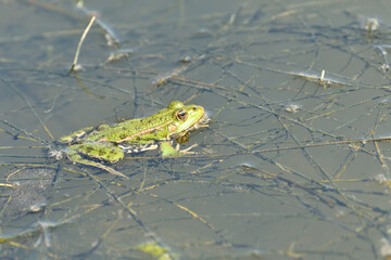 Wall Mural - Edible frog swims in the muddy water