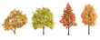 3d rendering Autumn tree isolated cut background

