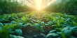 © Attasit - Green house Industrial agriculture and smart farming