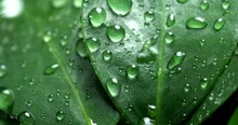Super Slow Motion Macro Of Water Drops Are Falling On Green Tropical Plant Leaf While Raining In Rainforest At 1000 Fps.