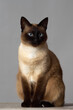 Portrait of seal-point mekong bobtail (siamese) cat sitting on white wooden table against grey background