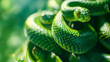 Bright green snake coiled amidst lush foliage, its intricate scales glistening in sunlight. Ideal for wildlife and nature themes. 