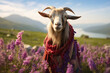 goat with flower shawl