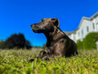 © Derek - dog on grass