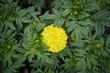 Close up of Indian yellow inka genda marigold flowers growing in a garden with green leaves, Beautiful yellow marigold flowers Marigold in the garden of flowering stock images