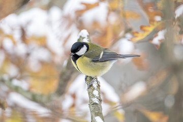 Wall Mural - Great tit on a branch in winter with snow.