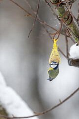 Wall Mural - A blue tit on a tallow ball.