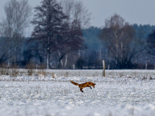 Canvas Print - Fuchs