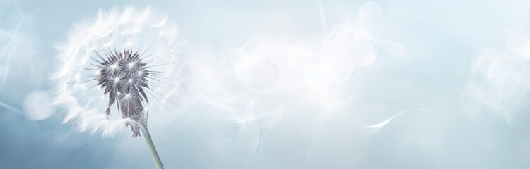 abstract close up of dandelion on blue background horizontal wallpaper with large copy space for tex