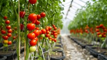 Rows Of Tomato Hydroponic Plants In Greenhouse    