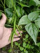 field beans are harvested, close up of an male hand