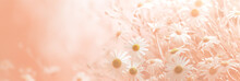 White flowers on a soft pink background with copy space. Women's Day, Valentine's Day and romantic anniversaries. Banner