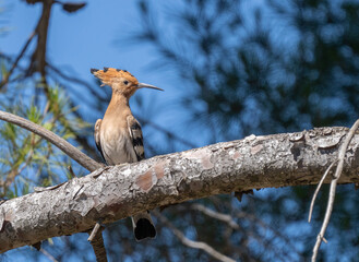 Eurasian Hoopoe on a branch of a pine tree	