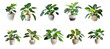 Collection of various exotic houseplants displayed in ceramic pots with transparent background.