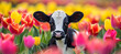 banner of little cow on the multicoloured tulips