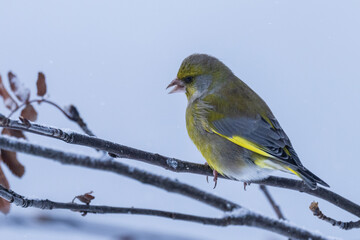 Wall Mural - The European greenfinch or simply the greenfinch (Chloris chloris)