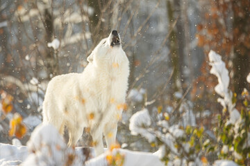 male arctic wolf (canis lupus arctos) is lonely and howls into the falling snow