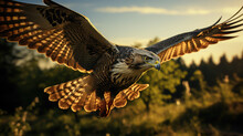 Falcon Flies, Falconry, Wild Bird, Eagle, Hawk, Sharp Beak, Claws, Wings, Feathers, Hunting, Ornithology, Nature, Flight, Animal, Pet, Keen Eyes