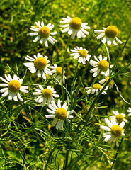 Aufkleber - Medicinal chamomile, Matricaria chamomilla. They are used in alternative medicine. 