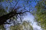 Fototapeta Na sufit - new green foliage on deciduous trees in the forest in the spring season
