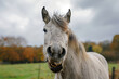 © Kateryna - Laughing horse